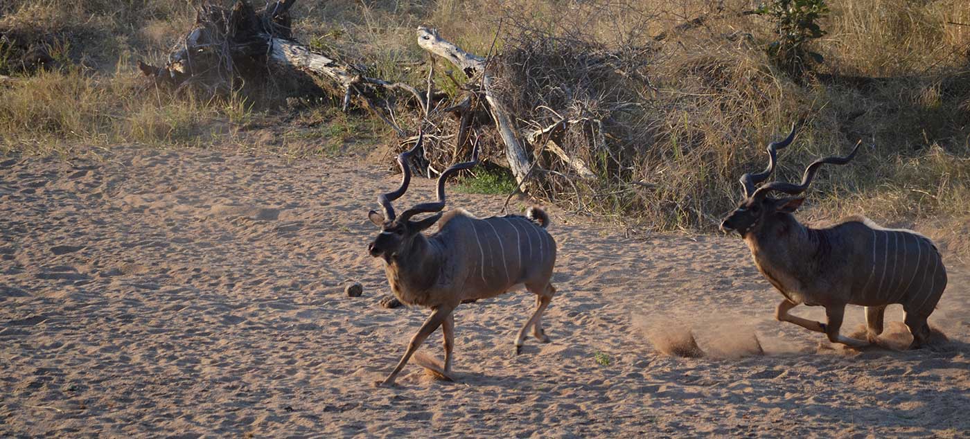 kudu-fight-19